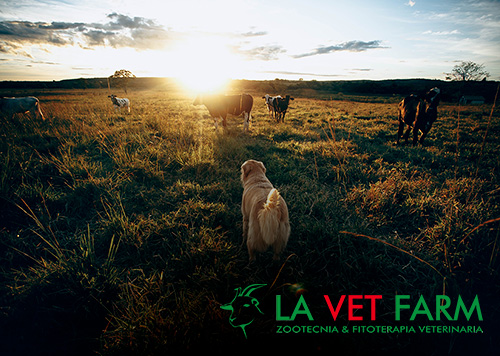 La-Vet-Farm-PramaWeb-Portfolio