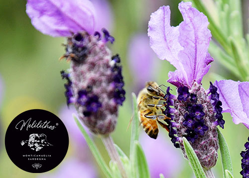 Melilithos-PramaWeb-Portfolio