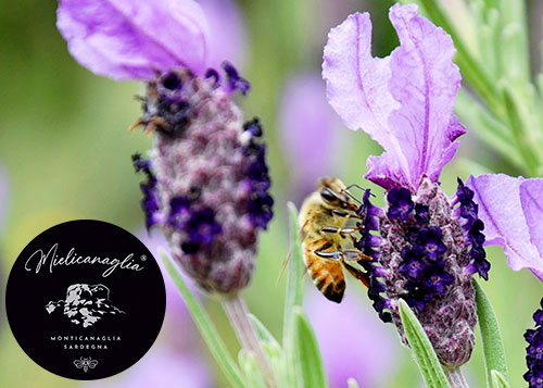 Melilithos-PramaWeb-Portfolio